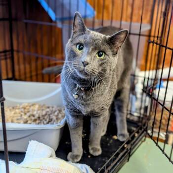 Rescue Domestic Short Hair Cats for Adoption - Monkey | PetCurious