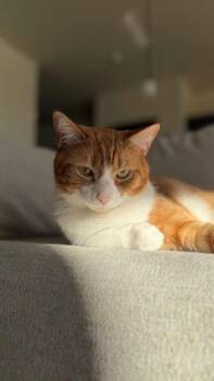 Domestic Short Hair Cats Available for Adoption - Almond | PetCurious