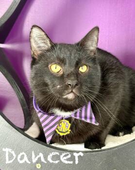 Domestic Short Hair Cats Available for Adoption - Dancer | PetCurious