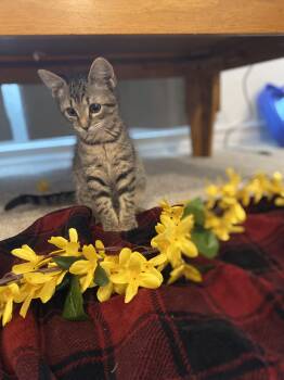 Jade -  Domestic Short Hair Cat for Adoption in Cleveland, Texas - Jade | PetCurious