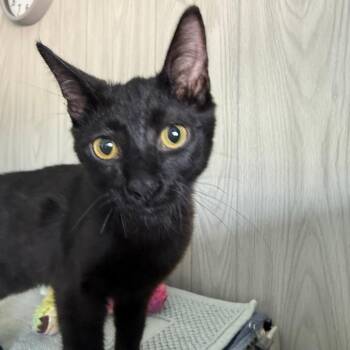 Jack -  Domestic Short Hair Cat for Adoption in Casa Grande, Arizona - Jack | PetCurious