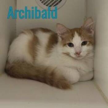 Archibald -  Domestic Short Hair Cat for Adoption in Pleasantville, New Jersey - Archibald | PetCurious