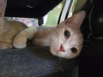 Nugget -  Domestic Short Hair Cat for Adoption in Barrington, Illinois - Nugget | PetCurious