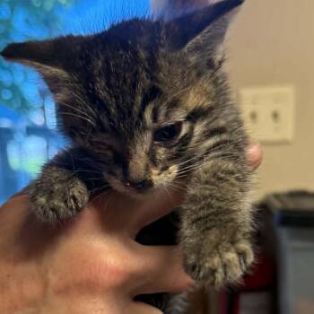Domestic Short Hair Cats Available for Adoption in Stephenville, Texas - Surfside | PetCurious