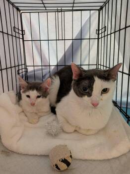 Dexter & Bubbles -  Domestic Short Hair Cat for Adoption in Bayonne, New Jersey - Dexter & Bubbles | PetCurious