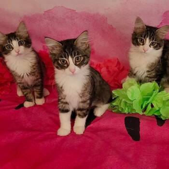 Rescue Maine Coon and Domestic Medium Hair Cats for Adoption in Escalon, California - TRIPLE TAKE | PetCurious
