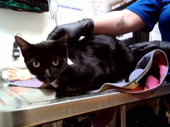 Domestic Short Hair Cats Available for Adoption in Martinez, California - SASHA | PetCurious