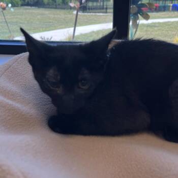 Dahlia -  Domestic Short Hair Cat for Adoption in Fort Wayne, Indiana - Dahlia | PetCurious