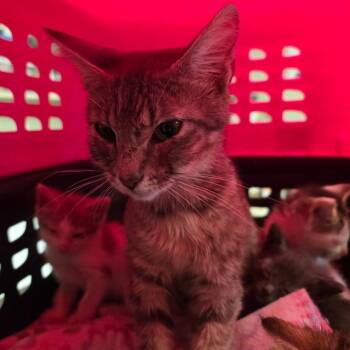 Mama Maize -  Domestic Short Hair Cat for Adoption in Mt. Juliet, Tennessee - Mama Maize | PetCurious