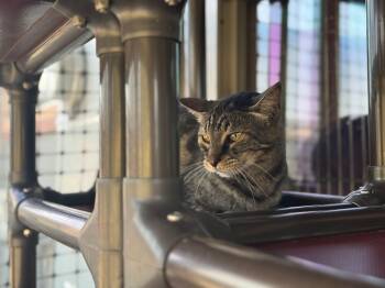 Domestic Short Hair Cats Available for Adoption in Okanogan, Washington - Ralph | PetCurious