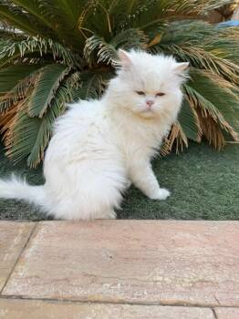 Rescue Persian Cats for Adoption in Brampton, Ontario - Paddington | PetCurious