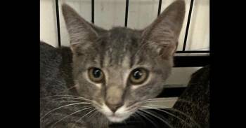 Phoebe -  Domestic Short Hair Cat for Adoption in Emerald Isle, North Carolina - Phoebe | PetCurious