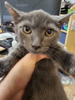 Jeckel Available as a barn cat, fostered -  Domestic Short Hair Cat for Adoption in Seneca, South Carolina - Jeckel Available As A Barn Cat, Fostered | PetCurious