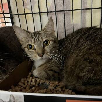 Lantern -  Domestic Short Hair Cat for Adoption in Lyndhurst, Virginia - Lantern | PetCurious