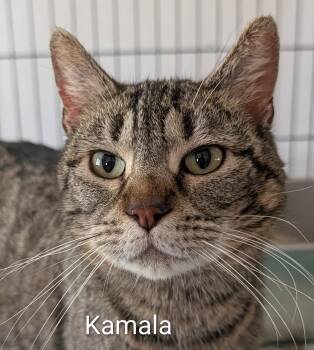 Domestic Short Hair Cats Available for Adoption in Colfax, Iowa - Kamala | PetCurious