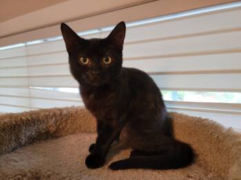 Rescue Domestic Short Hair Cats for Adoption in Springfield, Oregon - Ambrosia | PetCurious