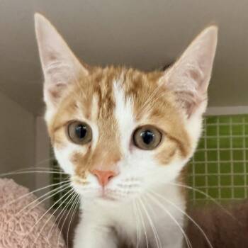 Harry Kane -  Domestic Short Hair Cat for Adoption in Milton, Georgia - Harry Kane | PetCurious