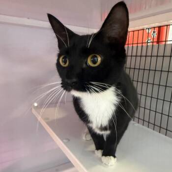 Salsa -  Domestic Short Hair Cat for Adoption in Sarasota, Florida - Salsa | PetCurious