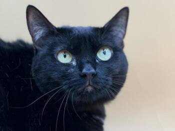 Ori -  Domestic Short Hair Cat for Adoption in Portland, Oregon - Ori | PetCurious