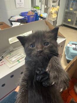 Ragatha -  Domestic Short Hair Cat for Adoption in Cincinnati, Ohio - Ragatha | PetCurious