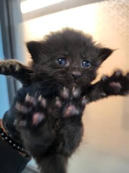 Domestic Short Hair Cats Available for Adoption in Lawrenceville, Georgia - Sindel  (nf10) | PetCurious