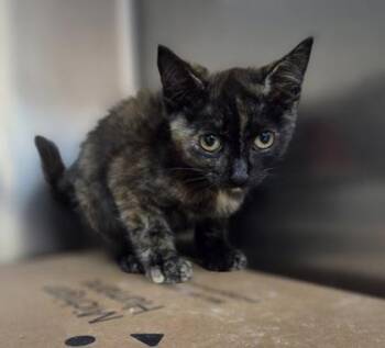 Dot Matrix -  Domestic Short Hair Cat for Adoption in Westland, Michigan - Dot Matrix | PetCurious