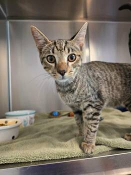 Brisket -  Domestic Short Hair Cat for Adoption in Umatilla, Florida - Brisket | PetCurious