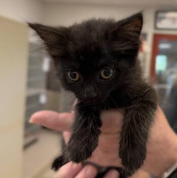 Ingrid -  Domestic Medium Hair Cat for Adoption in Slidell, Louisiana - Ingrid | PetCurious
