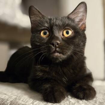 Rescue Domestic Short Hair Cats for Adoption in UNIVERSITY PA, Maryland - Shishito | PetCurious