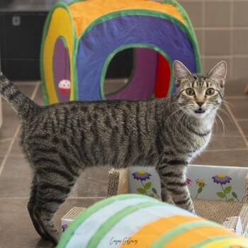 Domestic Short Hair Cats Available for Adoption in Des Moines, Iowa - Diletta -- Bonded Buddy With Bonnibel | PetCurious