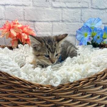 Rascal -  Domestic Short Hair Cat for Adoption in Harrisonburg, Virginia - Rascal | PetCurious