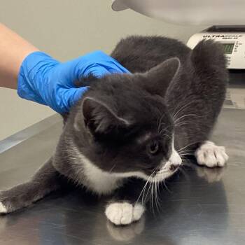 Gemma -  Domestic Short Hair Cat for Adoption in Pittsford, Vermont - Gemma | PetCurious
