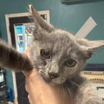 Alabama Sundown -  Domestic Short Hair Cat for Adoption in Fredericksburg, Virginia - Alabama Sundown | PetCurious