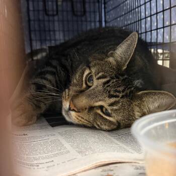 Nickles -  Domestic Short Hair Cat for Adoption in Philadelphia, Pennsylvania - Nickles | PetCurious