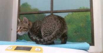 EMBER -  Domestic Short Hair Cat for Adoption in Houston, Texas - EMBER | PetCurious