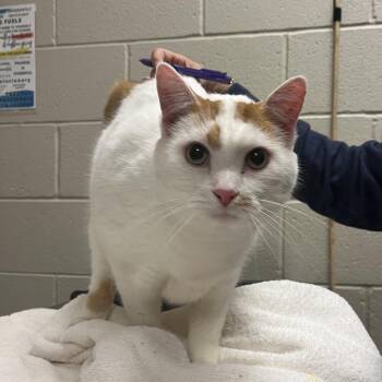 Farley -  Domestic Short Hair Cat for Adoption in Bristol, Indiana - Farley | PetCurious