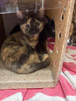 Ham -  Domestic Short Hair Cat for Adoption in Burgaw, North Carolina - Ham | PetCurious