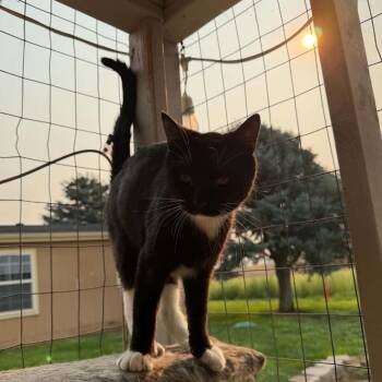 Monty -  Domestic Short Hair Cat for Adoption in Nampa, Idaho - Monty | PetCurious