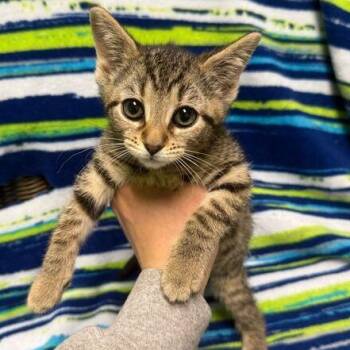Domestic Short Hair Cats Available for Adoption in Jackson, Michigan - Skittles | PetCurious