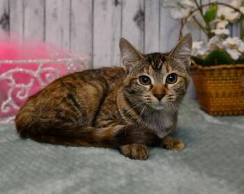 Tiger Lily -  Domestic Medium Hair Cat for Adoption in Roanoke, Texas - Tiger Lily | PetCurious