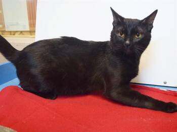 CLARK -  Domestic Short Hair Cat for Adoption in Sacramento, California - CLARK | PetCurious