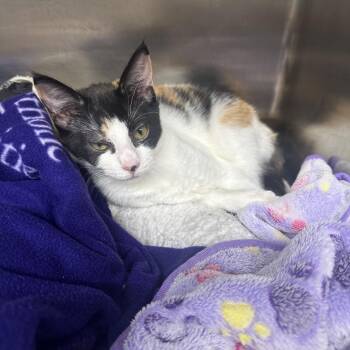 Candy Corn -  Domestic Short Hair Cat for Adoption in Newport, Tennessee - Candy Corn | PetCurious