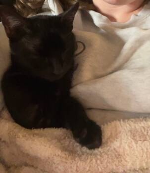 Rescue Domestic Short Hair Cats for Adoption in Houston, Texas - Dizzy | PetCurious