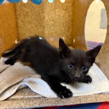 Fonzie -  Domestic Short Hair Cat for Adoption in Pasadena, California - Fonzie | PetCurious