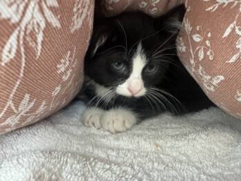 Rescue Domestic Short Hair Cats for Adoption in Farmers Branch, Texas - Cheerio | PetCurious