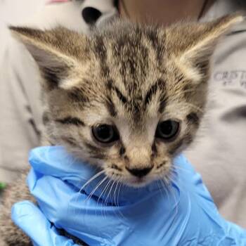 Libra -  Domestic Short Hair Cat for Adoption in Las Vegas, Nevada - Libra | PetCurious