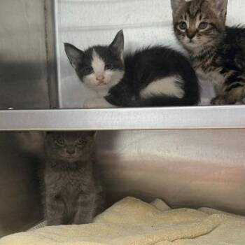 Coast -  Domestic Short Hair Cat for Adoption in Hawthorne, California - Coast | PetCurious