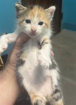 A656221 -  Domestic Short Hair Cat for Adoption in Houston, Texas - A656221 | PetCurious