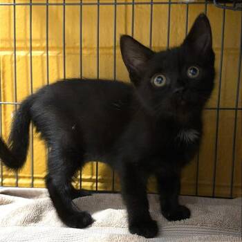 Domestic Short Hair Cats Available for Adoption in Chesapeake, Virginia - Mel | PetCurious
