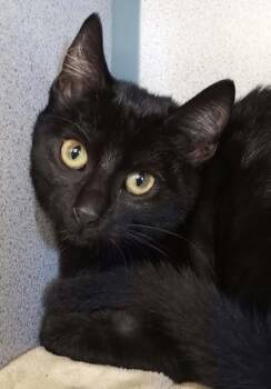 Scruff -  Domestic Short Hair Cat for Adoption in Waupaca, Wisconsin - Scruff | PetCurious